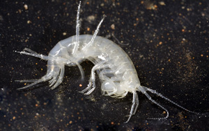 Niphargus fontanus, GB Cave